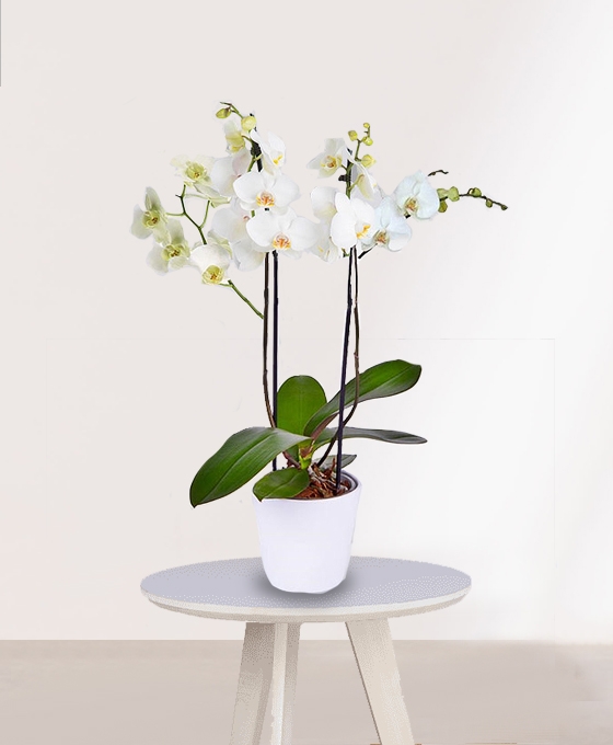 Orquídea Blanca en maceta de cerámica blanca