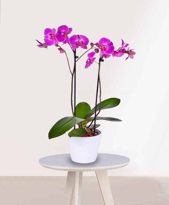 Orquídea rosa en maceta blanca de cerámica