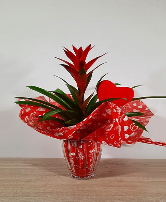 Planta Guzmania roja en jarrón de cristal envuelto por papel blanco y rojo